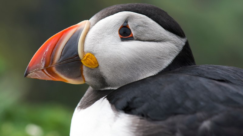 🔒 Windows LockScreen Images📸 #1: Peninsular paradise📷 © Tuul & Bruno Morandi / The Image Bank / Getty Images📸 #2: The star factory📷 © ESA, CSA, and STScI / NASA📸 #3: Reflections of history📷 © Imagining Dreams / Moment / Getty Images          📸 #4: Portrait of a 'sea parrot'📷 © Westend61 / Getty Images🌍 Region: DE (en-US)#WindowsLockScreen #LockScreen #Wallpaper #Microsoft #Photography🔒 Windows LockScreen Images📸 #1: Peninsular paradise📷 © Tuul & Bruno Morandi / The Image Bank / Getty Images📸 #2: The star factory📷 © ESA, CSA, and STScI / NASA📸 #3: Reflections of history📷 © Imagining Dreams / Moment / Getty Images          📸 #4: Portrait of a 'sea parrot'📷 © Westend61 / Getty Images🌍 Region: DE (en-US)#WindowsLockScreen #LockScreen #Wallpaper #Microsoft #Photography