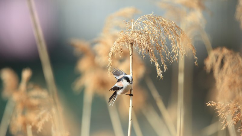 🖼️ Bing Wallpaper of the Day📷 エナガ, 日本 (© feathercollector/Shutterstock)🌍 Region: ja-JP🔗 Image Linkℹ️ More Info#BingWallpaper #DailyWallpaper #Photography #NaturePhotography #Wallpaper